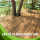 Natural Timber Decking